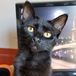 Meet your Posher, Elisa